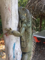 Iguanidae