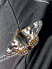 Euphydryas cynthia