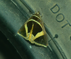 Fodina stola