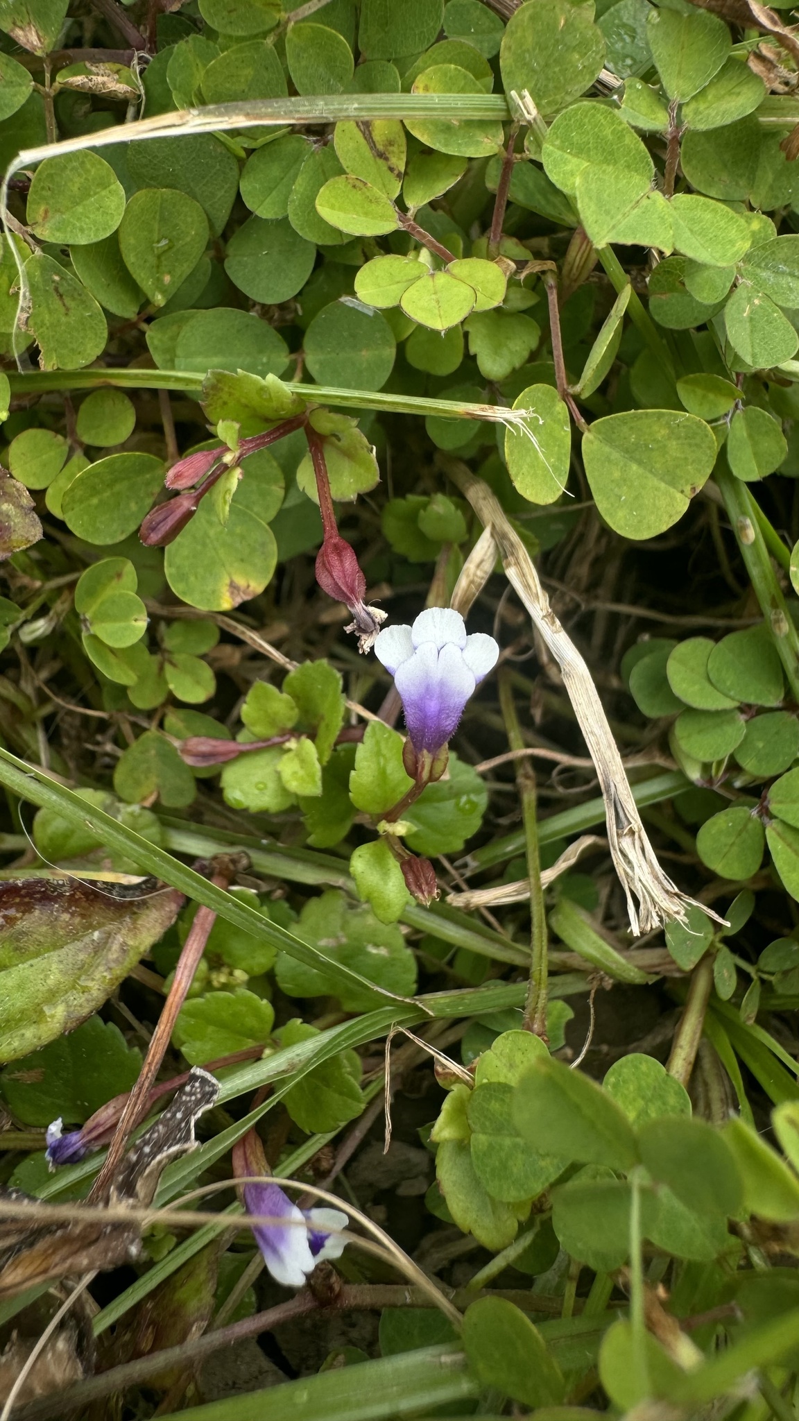 Imagem de Torenia
