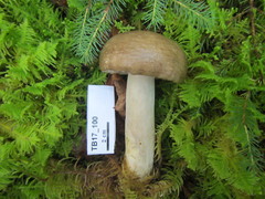 Russula consobrina