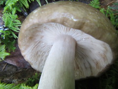 Russula consobrina