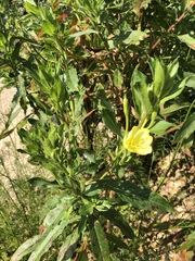 Oenothera pilosella