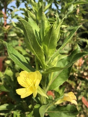 Oenothera pilosella
