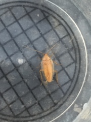 Ectobius pallidus