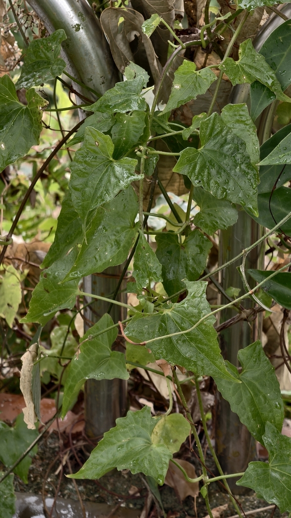 Foto de Serrapilheira