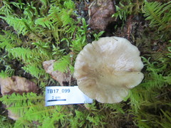 Russula consobrina
