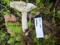 Russula consobrina