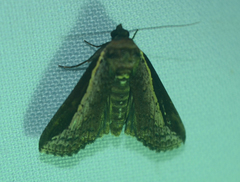 Lophoptera