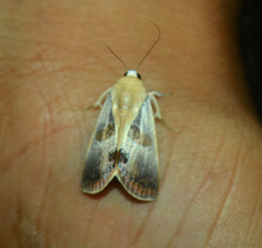 Westermannia superba