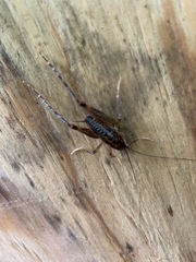 Ceuthophilus maculatus