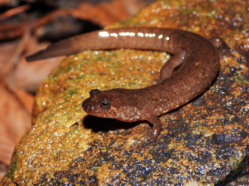 Talladega Seal Salamander