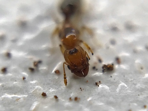 Pheidole tachigaliaePheidole tachigaliae