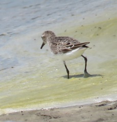 Calidris pusilla