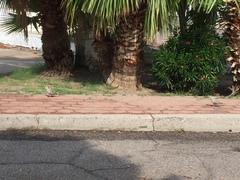 Streptopelia decaocto