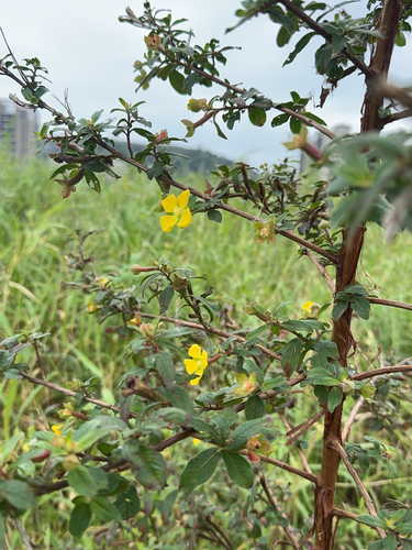Douradinha