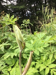 Angelica triquinata