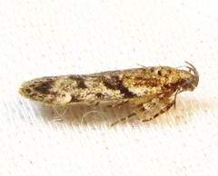 Chionodes thoraceochrella