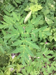 Angelica triquinata