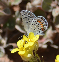 Icaricia lupini texanus