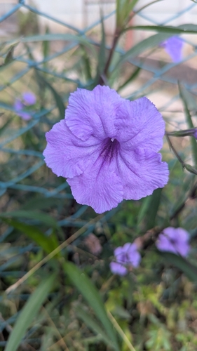 Mexican Ruellia