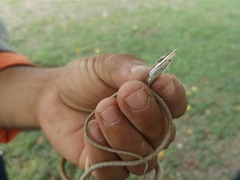 Oxybelis potosiensis