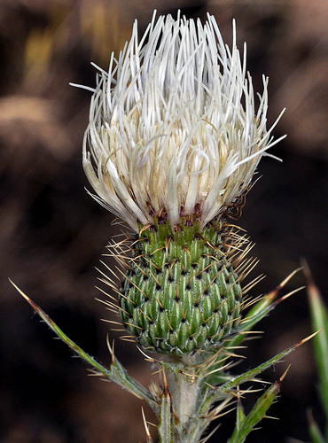 Palouse thistle (Cirsium brevifolium)