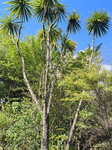 Foto de Dracena chocolate