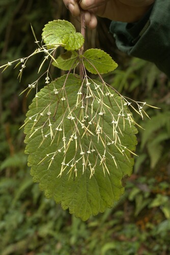 Didymocarpus albicalyx