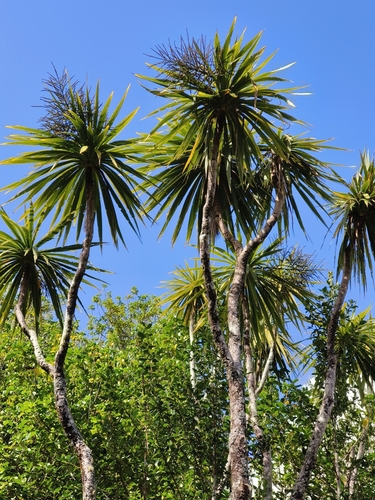 Foto de Dracena chocolate