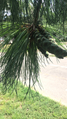 Pinus strobus