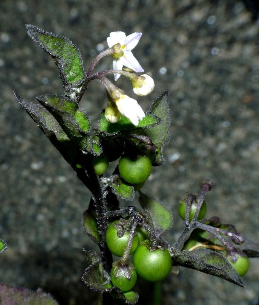 Foto de Pimenta-de-galinha