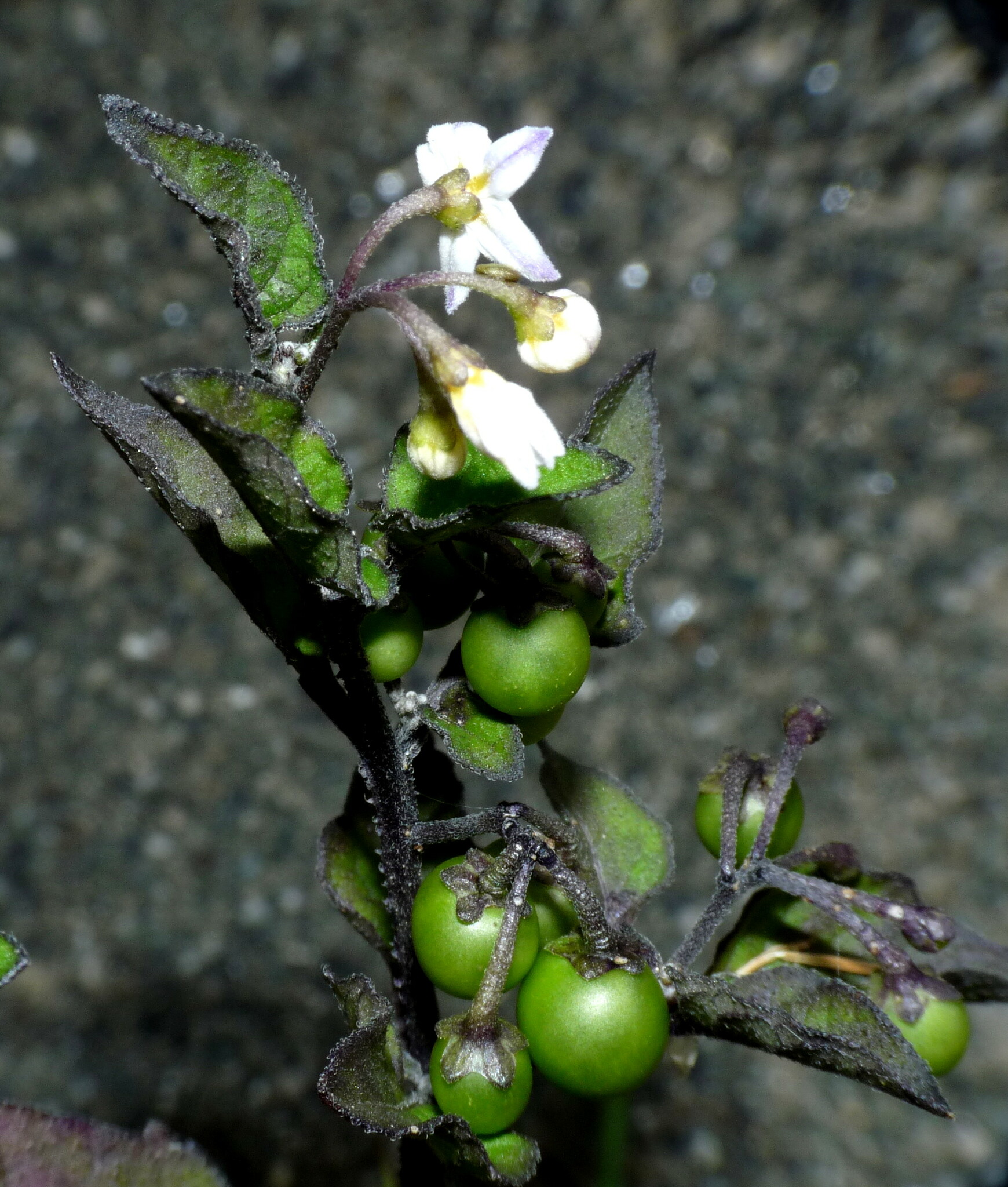 Imagem de Pimenta-de-galinha