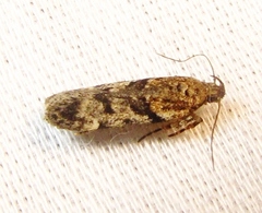 Chionodes thoraceochrella