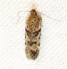 Chionodes thoraceochrella