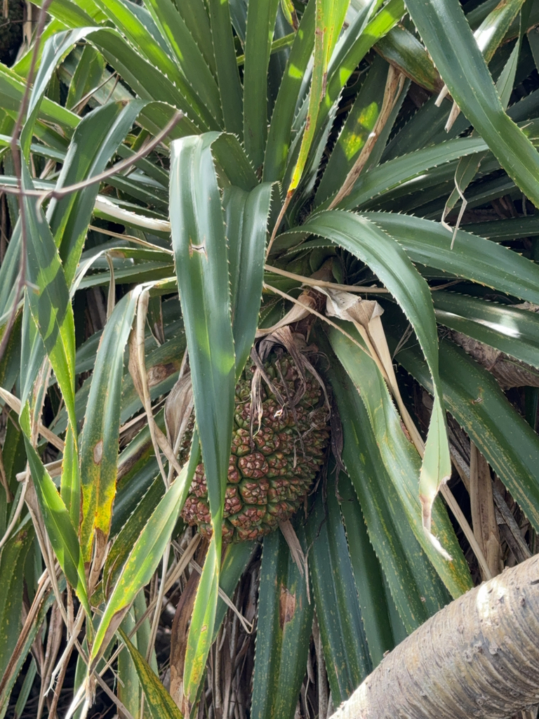 Foto de Pandanus