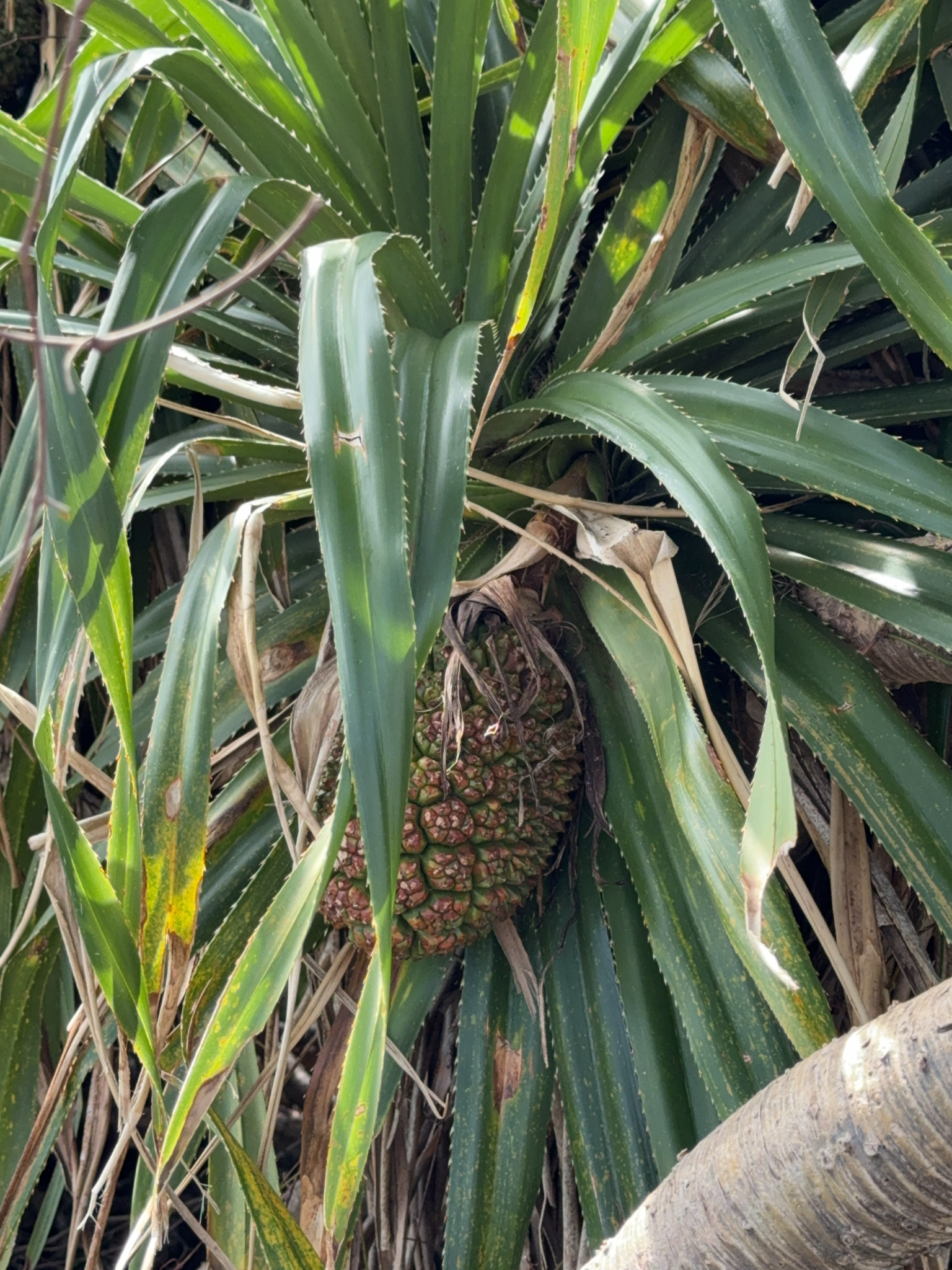 Imagem de Pandanus
