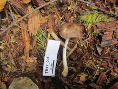 Pluteus primus