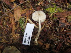 Pluteus primus