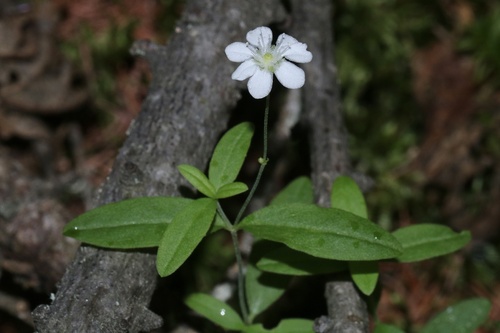 bluntleaf sandwort