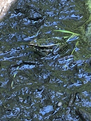 Lithobates kauffeldi