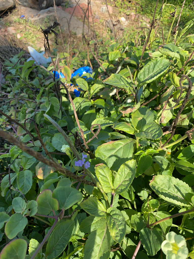 Foto de Verbena de Nanã