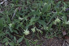 Astragalus tennesseensis