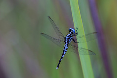Acisoma attenboroughi
