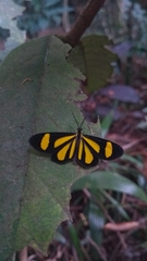 Cyllopoda claudicula