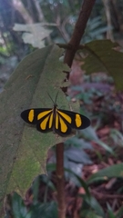 Cyllopoda claudicula