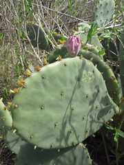 Opuntia bentonii