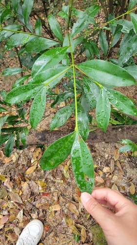 Foto de Batata-de-purga