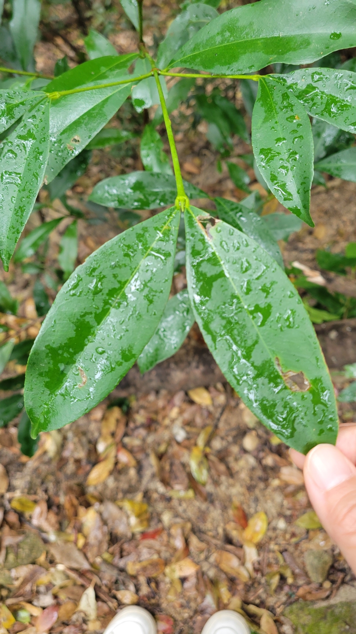 Imagem de Batata-de-purga
