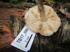 Pluteus primus